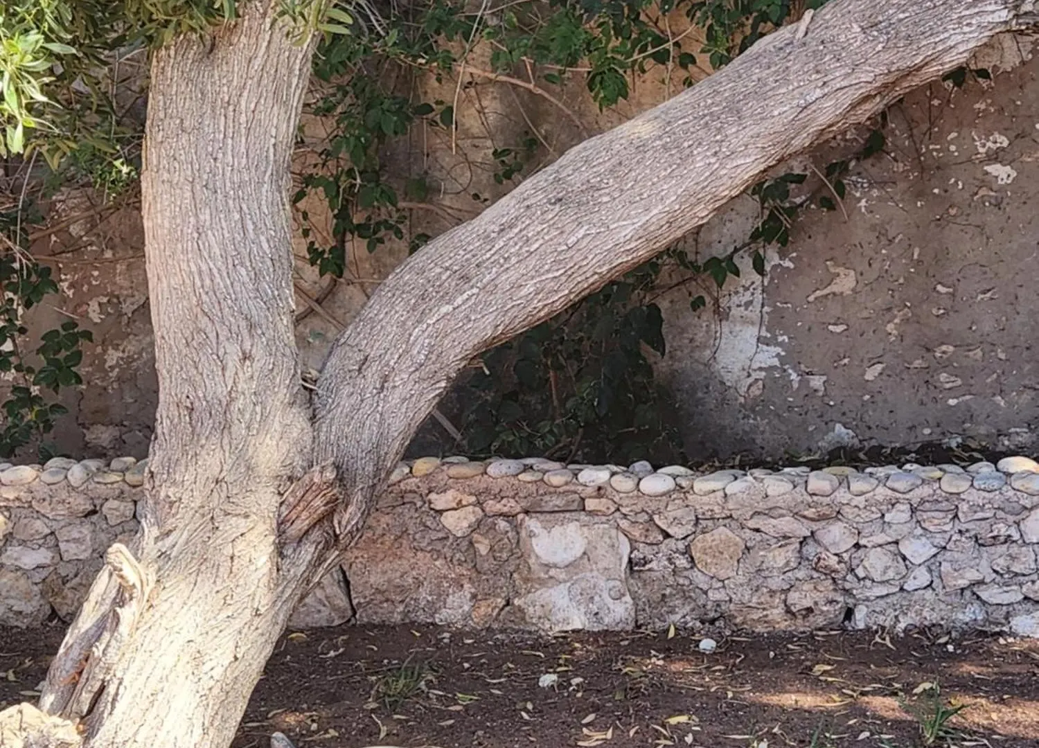 Le Caroubier Villa Essaouira Marokko