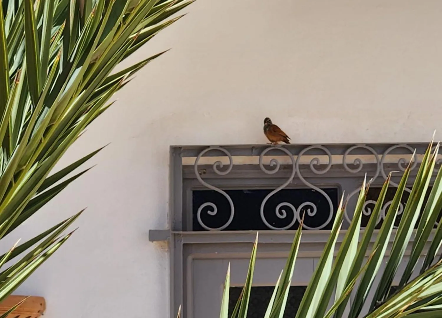 Le Caroubier Villa Essaouira
